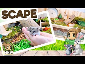 Chinese Dwarf Hamster Xiang Gets New SCAPE 🐹 Marika's Rodent World