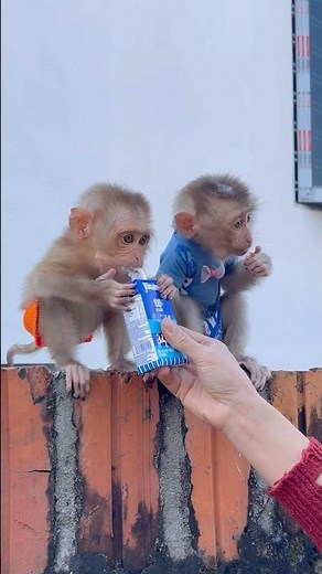 mother feeding two baby monkeys milk🍼