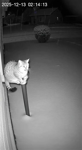 open the door #viral #whowillbemylifepartnerta #cat #catvideo