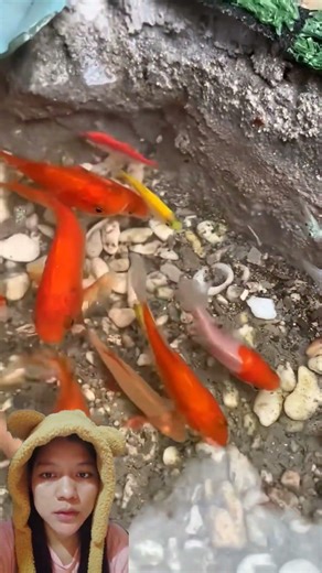 IKAN ALIEN HIJAU‼️Ravinfish