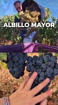 Tempranillo Explained in 60 Seconds 🍇🇪🇸✨