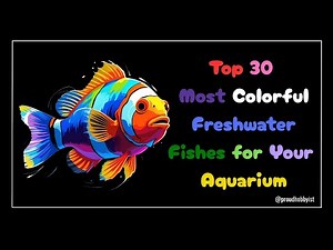 Best 30 Colorful Freshwater Aquarium Fish That Will Blow Your Mind!