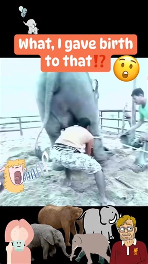 2.5K reactions · 100 shares | Elephants so confused and distressed it’s just lashing out‼️ #elephant #elephantlove #elephanttattoo #elephantsanctuary #elephantsofinstagram #elephantsofinstagram #ellie #wow #wtf | Jonathan N Kelly | Facebook