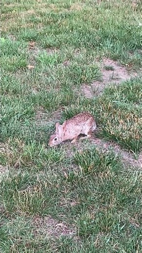 Wild Rabbit HIGH ALERT SNIFFING HOPPING Away #nature #wildlife #cute #animals #shortvideo #shorts