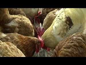 Alimentation des poulets (résumé)
