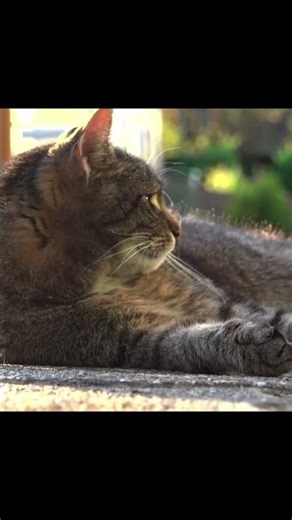 A Moment of Pure Feline Peace #animalsandnaturedreams