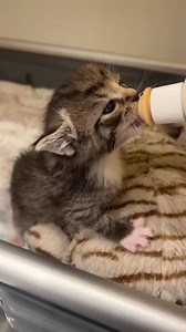 205K views · 10K reactions | Freebie the Bottle Baby | Baby Cat | Facebook