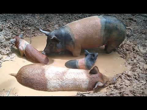 Happy Pigs in MUD!