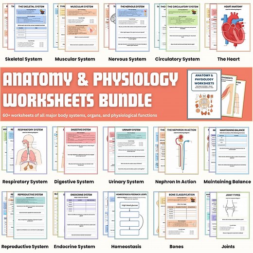 Anatomy and Physiology Worksheet Bundle | Human Anatomy | Nursing Student | Flashcards, Cheat Sheet, and Worksheets | Nursing School Notes - Etsy