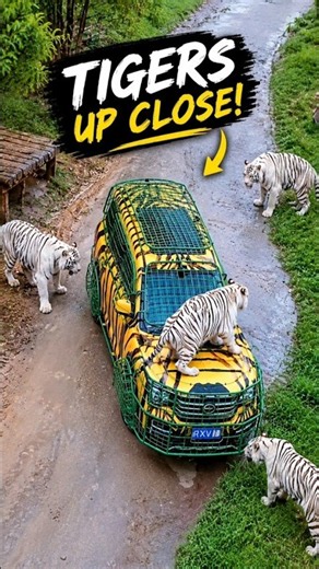 Unique The Safari park 🐅 #shorts #viral #foryou