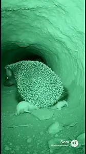 🦔“The moment a hyena attacks a mother hedgehog’s nest – defending with deadly spines!#viral #cat