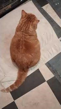 Cat Pee Smell Hack + Monkey Kitty’s Health Update #sickcat