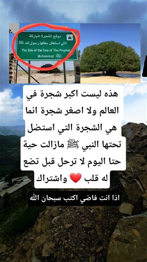 هذه لیست اکبر شجرة في العالم 😱😨🥀💔😭🥺 سبحان الله العظيم 😱😭 ماشاء الله 😨💔 #اكسبلور #لايك #متابعه