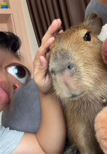 Capybara Moments: Fun with My Friend