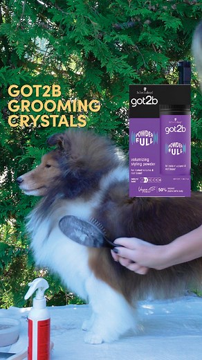 One of Allison’s favourite grooming hacks - using these “Got2B Powderful” Volumizing crystals for volume in toplines, ruffs, ears, legs, and anything in between! You should be able to find this product in the human hair care aisle.﻿ It is tried-and-true for creating volume without leaving too much of a sticky residue or coming off on the judge’s hands. Try it out for yourself! Watch the full tutorial on YouTube here: https://youtu.be/nwZBoDLRA90 | Leading Edge Dog Show Academy