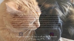 Today is National Cat Day! No, SPR has not started to take in cats, but we did want to celebrate our dogs that have gone into homes with feline roomies. You might be surprised to know who many applications we get that want a GSD or Mal that is good with cats. In honor of National Cat Day, we would love to see you share your photos of your canine & feline family members. #nationalcatday | Saving Paws Rescue