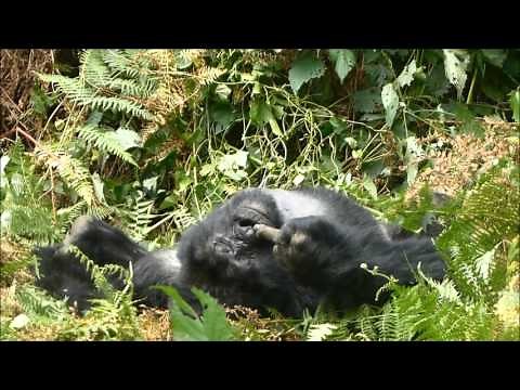 Silverback gorilla gives us the middle finger!