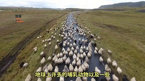 人是由女人孕育的，那在人类出现之前，第一个女人是哪里来的？