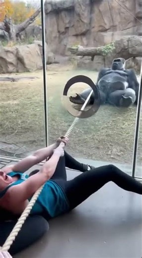 Caught on POV: Gorilla HUMILIATES 3 Muscular Women In Tug-of-War! 🚨🤯 #BodybuildingFail #aivideo