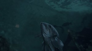 Rotating Around Fish Aquarium Stock Footage Video (100% Royalty-free) 1101587431 | Shutterstock