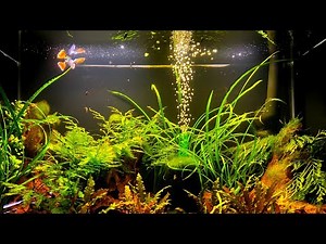 Why I Still Keep Livebearers (And Maybe You Should Too)​ [Live Stream]​​