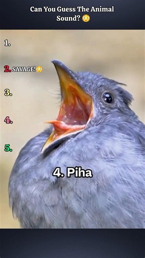 Top 5 Funniest Animal Sounds Ranking 😂🐶🐱 #shorts #funny #animals #fails