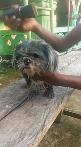 Grooming our dogs at home | LIB Kennel | Facebook