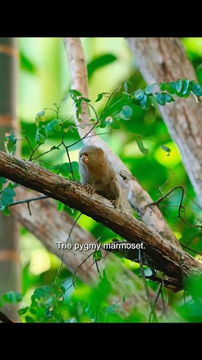 99K views · 2.3K reactions | Smallest Monkey in the World #animals #animalworld #monkey #marmoset | Animal Documentary | Facebook