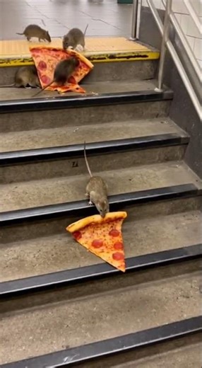 🇺🇲Pizza Rat on NYC Subway! 🍕🐀 Big Rat Eats NYC Pizza on Concrete Stairs. funny knock knock jokes.