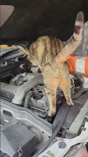 DIY maintenance on an old W124 #mechanic #repair #mercedes #w124 #diesel #maintenance #diy #car
