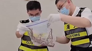Customs catches man attempting to smuggle over 100 snakes in his pants