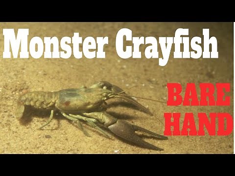How To Catch Crayfish With Hands: Catching Crawfish With Bare Hands (Crayfishing Bare Handed) | SFSC