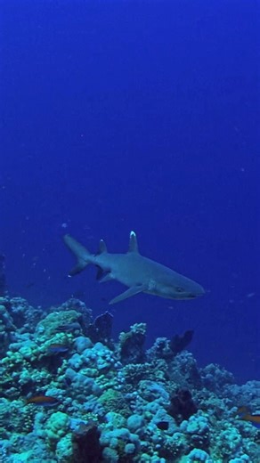 The whitetip reef shark often patrols reef drop-offs, where currents concentrate prey and provide oxygen-rich water. Its slow, deliberate movements allow it to efficiently hunt resting fish and invertebrates, playing an important role in maintaining the health and balance of the reef ecosystem. 📹 Dan Beecham | Save Our Seas Foundation