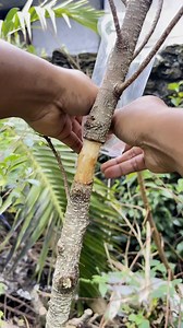 164K views · 901 reactions | Air Layering using used plastic cup containers as a rooting medium. #bonsai #bonsaitree #bonsailovers #AirLayering #propagation | Andri Bonsai | Facebook