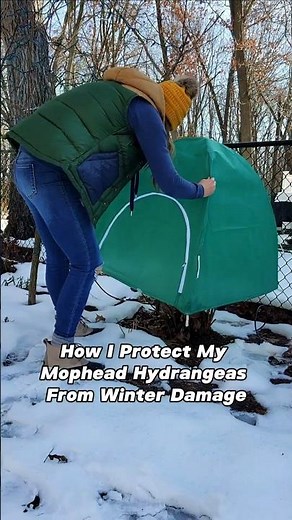 How To Winter Proof Your Hydrangeas #hydrangea #plants