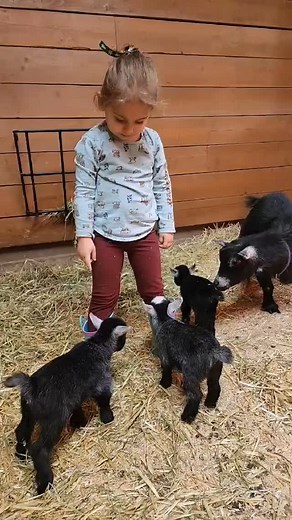 Kids, kids, and more kids #goat #goatkids #kid #pygmygoats #farmkid | Spotted Acres Pygmy Goats