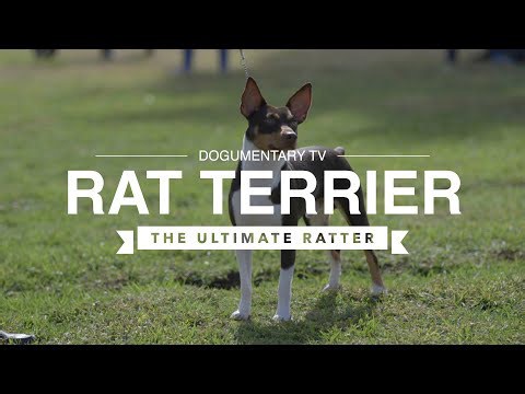 ALL ABOUT RAT TERRIERS: THE ULTIMATE RATTER!