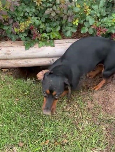Hunting Mice#dachshund #minidachshund #hunting #doglife