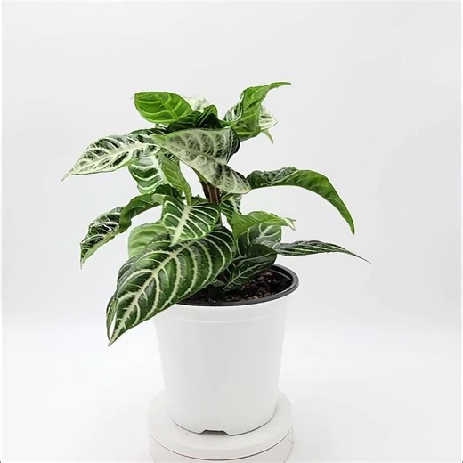 Aphelandra Zebra Plant With Stunning Flower - Premium Flowering Houseplant in 6-inch Pot for Indoor Plant Display - Etsy
