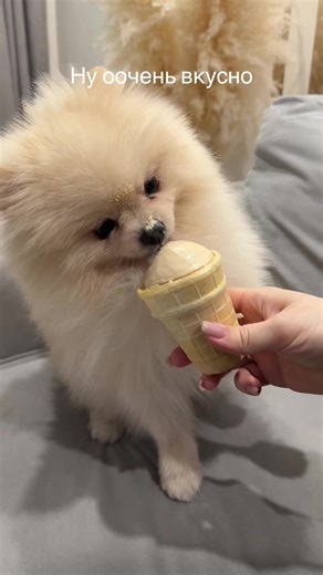 Delicious Treats for Your Pomeranian