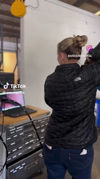 A gastroscopy is a complete examination of the two lining tissues within a horses stomach. Preformed under light sedation, a veterinarian uses a 3.5m flexible video endoscope which is able to collect images at specific points around the stomach that are graded and defined by type. #avsequinehospital #gastroscope #ulcers #stomach #horse #equinevet