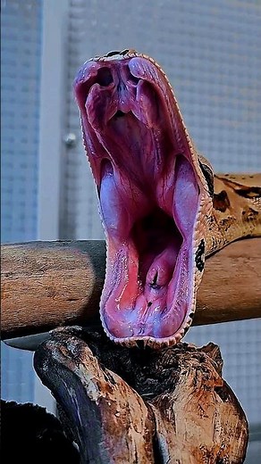 "Mesmerizing: Python Snake Yawning Up Close" #youtubeshorts #shorts #trending #amazing