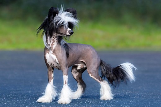 6 Hairless Dog Breeds That Prove That Bald Is Beautiful