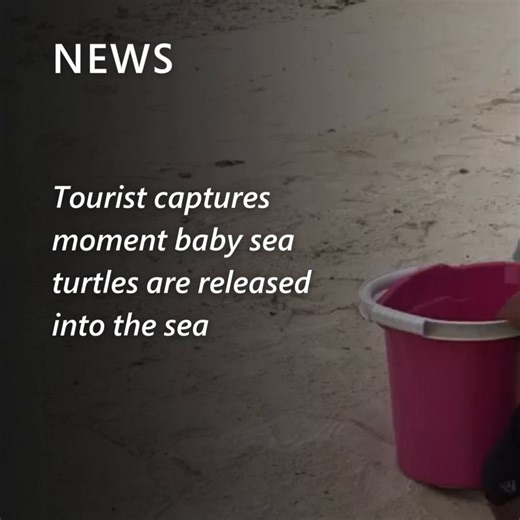 32K views · 166 reactions | Dozens of baby sea turtles were released into the sea, filmed as they raced toward their ocean home. A simple act of kindness with a big impact for wildlife. Watch the heartwarming video: https://msft.it/6184WNw76 #TurtleHatchlings #SaveTheOcean | MSN | Facebook