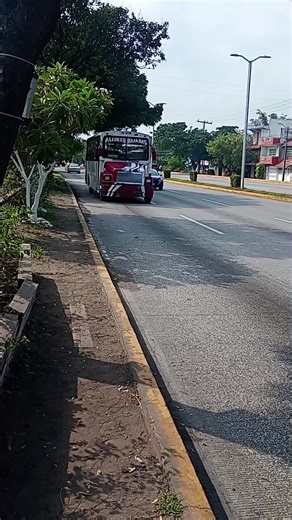 loritos🦜