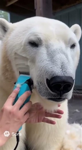 COMO CORTAR EL PELO A UN OSO POLAR