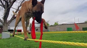 A Wonderful Compilation of 60 Amazing Tricks That Monkey the Dog Learned In His Very First Year