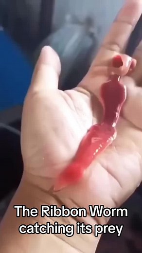 Ribbon Worm's Proboscis: A Unique Prey Capture Mechanism