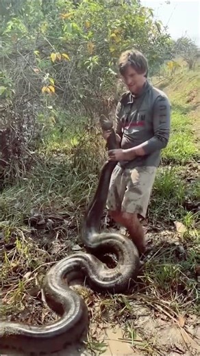 Biggest Snake in the World.