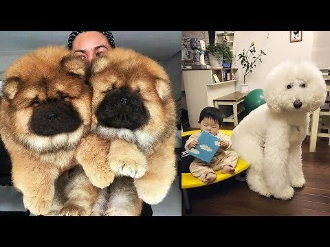 THE MOST BEAUTIFUL DOG BREEDS In The World